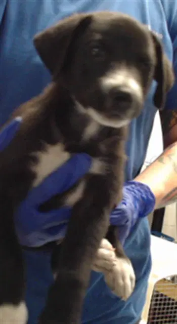 Unknown - Labrador Retriever