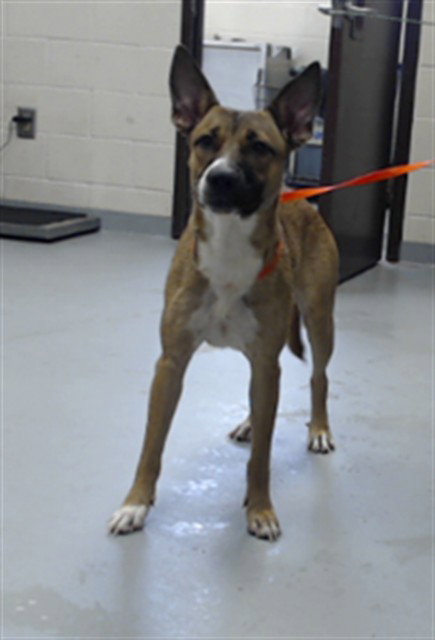 picture of the dog needing adoption