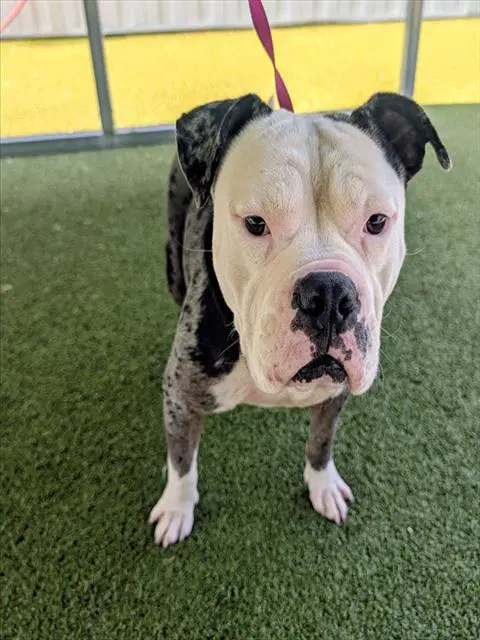 Merle - Pit Bull Terrier