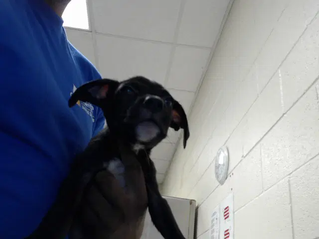 Eddy - Pit Bull Terrier