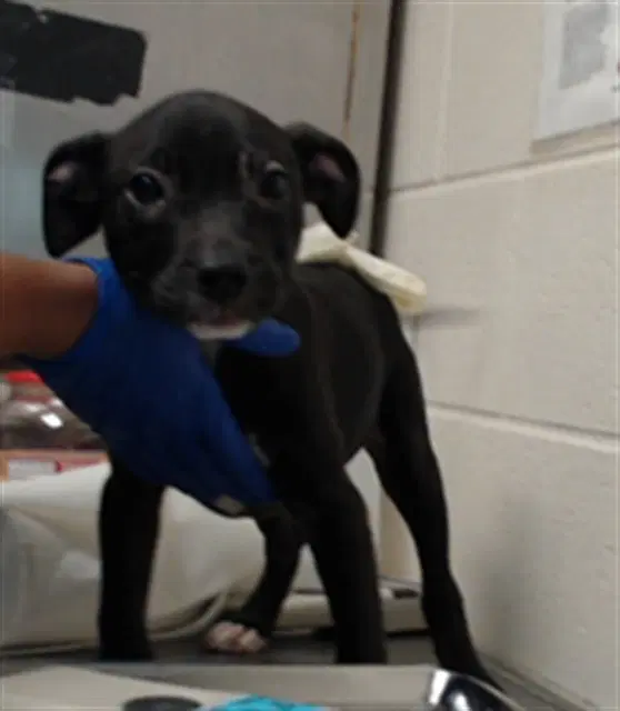 Eddy - Pit Bull Terrier