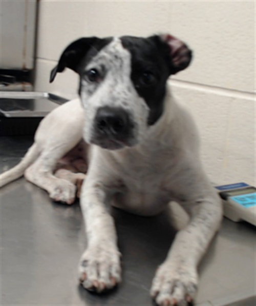 picture of the dog needing adoption