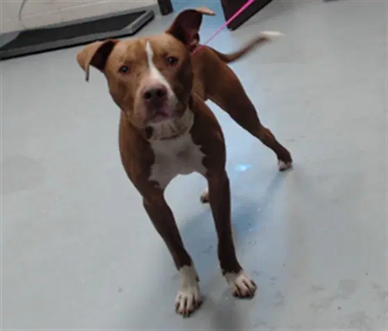 Unknown - Pit Bull Terrier