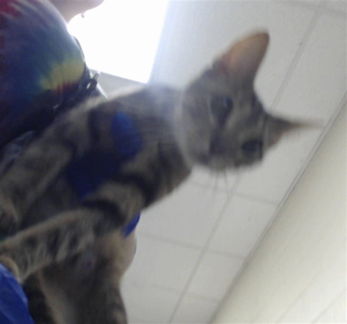 picture of the cat needing adoption