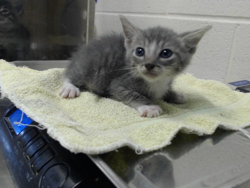picture of the cat needing adoption