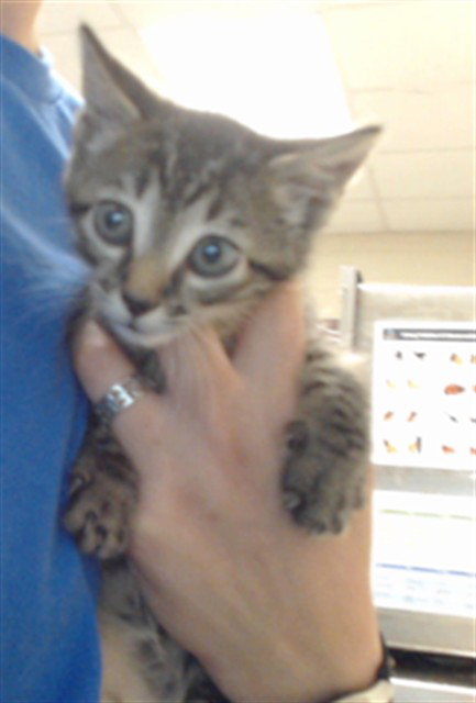 picture of the cat needing adoption