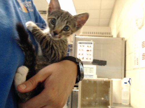 picture of the cat needing adoption