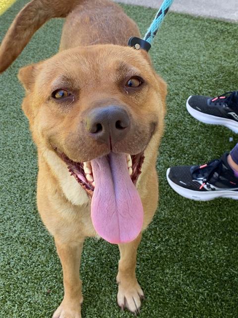 picture of the dog needing adoption