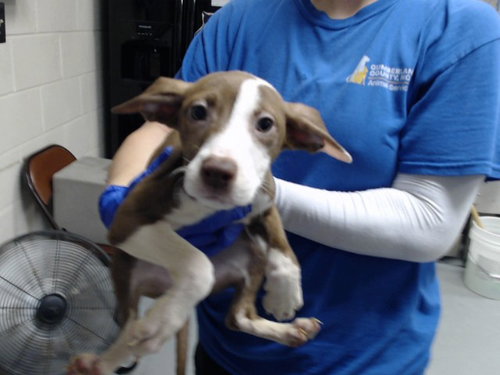 picture of the dog needing adoption