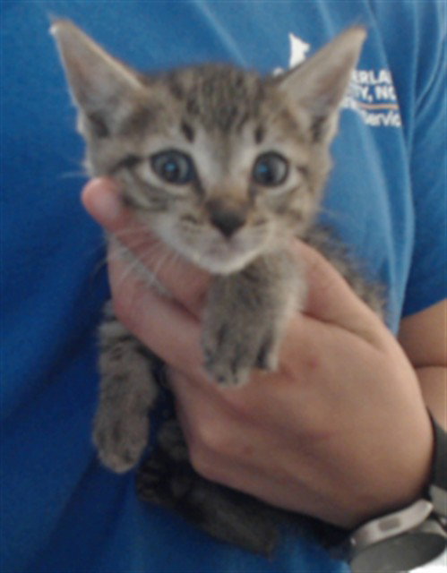 picture of the cat needing adoption
