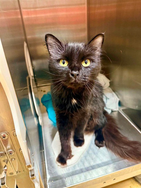 picture of the cat needing adoption