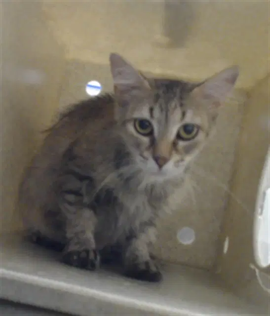 Stove - Domestic Short Hair