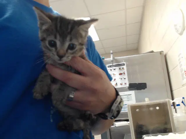 Soup - Domestic Short Hair