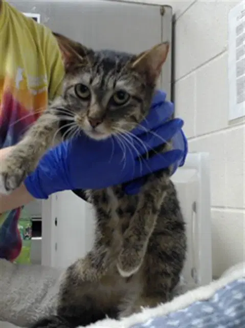 Spoon - Domestic Short Hair