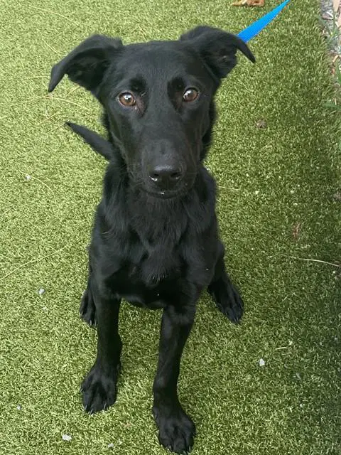 Max - Labrador Retriever