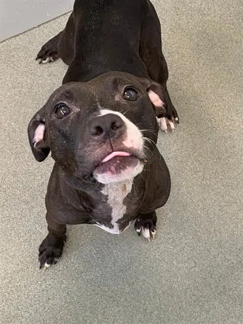 Lillith - Pit Bull Terrier