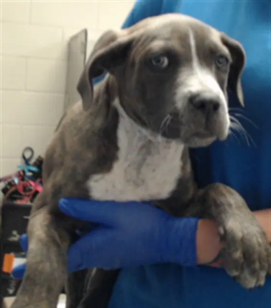 Unknown - Pit Bull Terrier