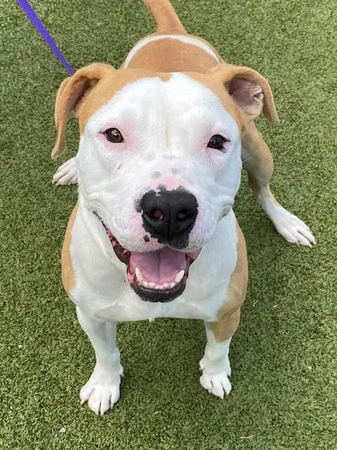 Dumbo - Pit Bull Terrier