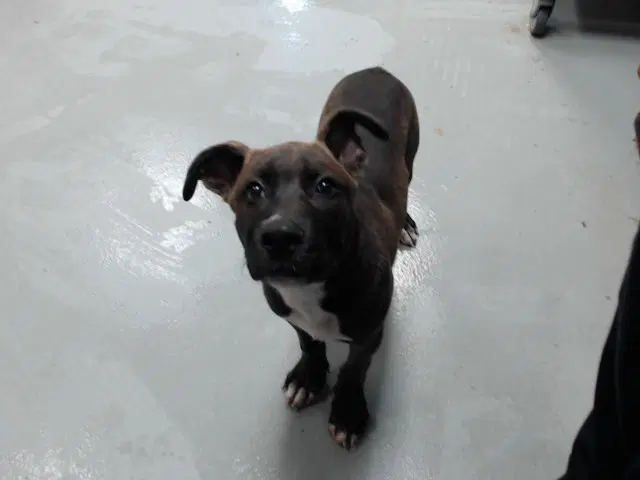 Rob - Pit Bull Terrier