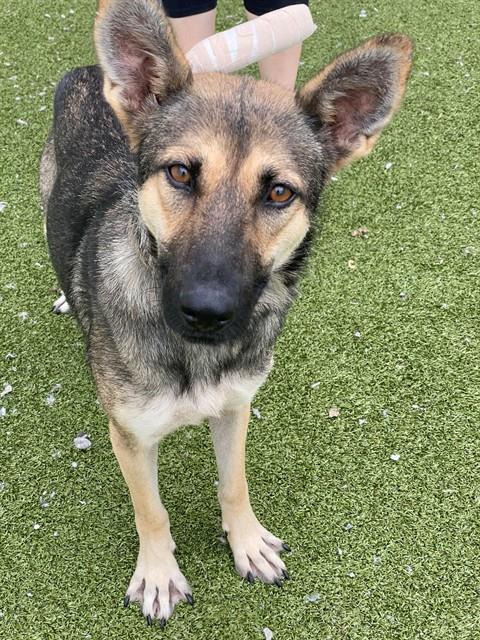 Evanescence - German Shepherd Dog