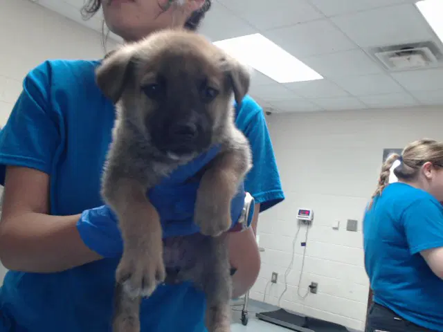 Unknown - German Shepherd Dog