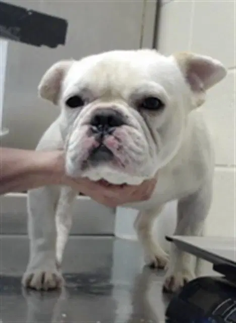 Unknown - French Bulldog