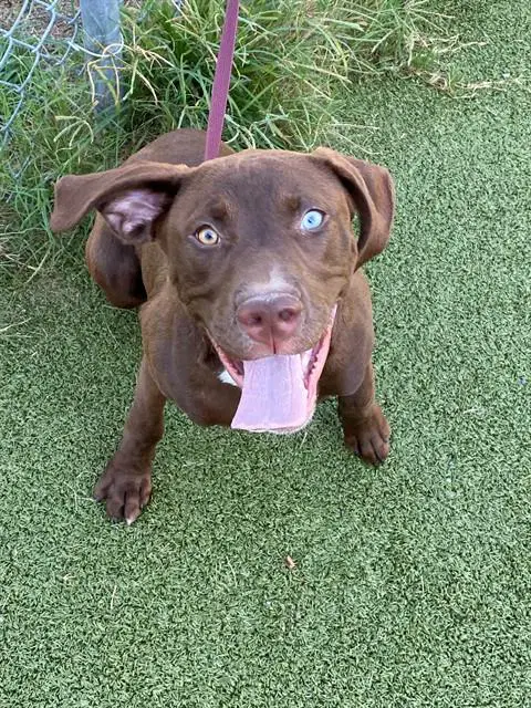 Gus - Labrador Retriever