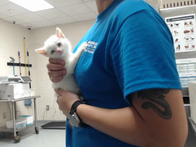 Unknown - Domestic Short Hair