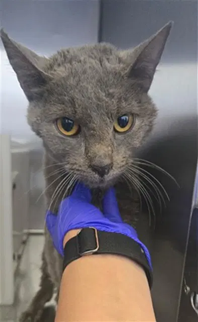 Unknown - Domestic Short Hair