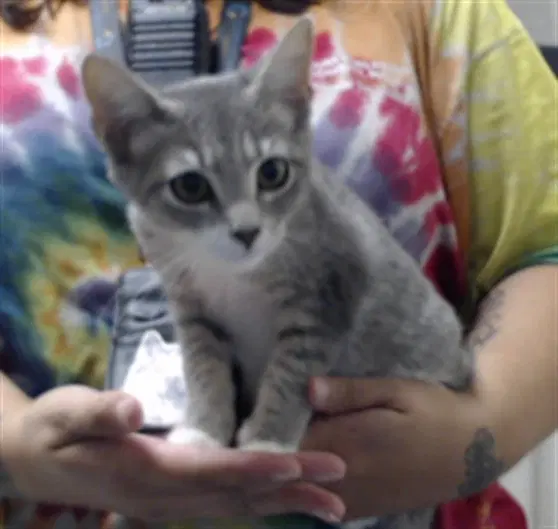 Unknown - Domestic Short Hair