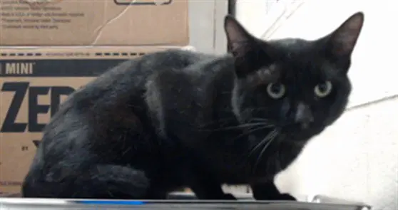 Teddy - Domestic Short Hair