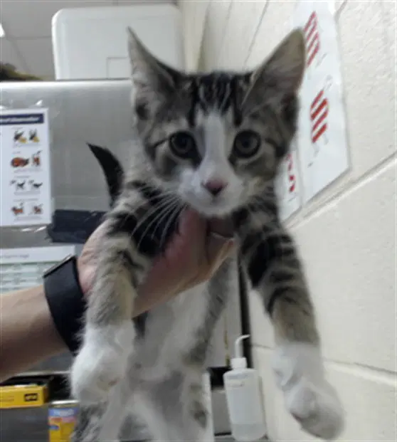 Gabriel - Domestic Medium Hair