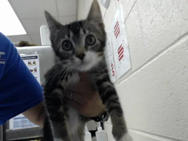 Gideon - Domestic Short Hair