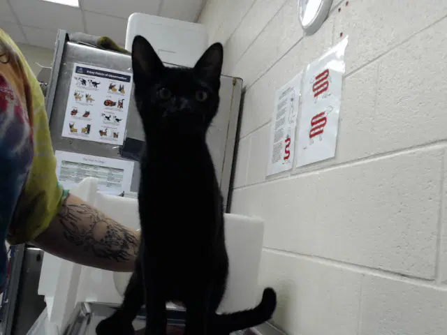 International Space Station - Domestic Short Hair