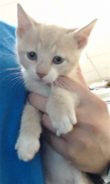 Cheese Wiz - Domestic Short Hair