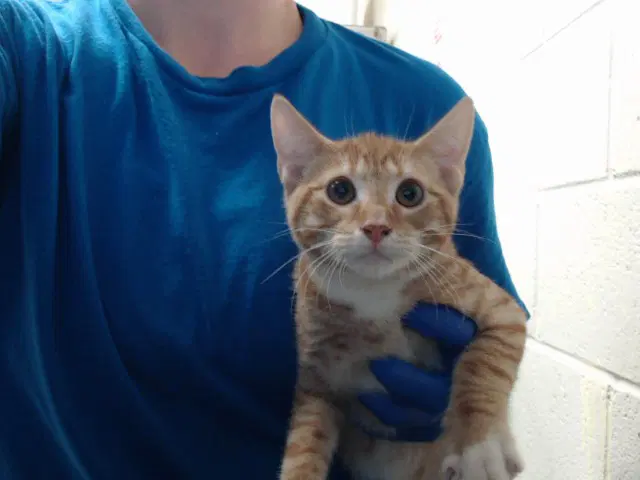 Washcloth - Domestic Short Hair