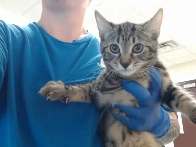 Paper Towel - Domestic Short Hair