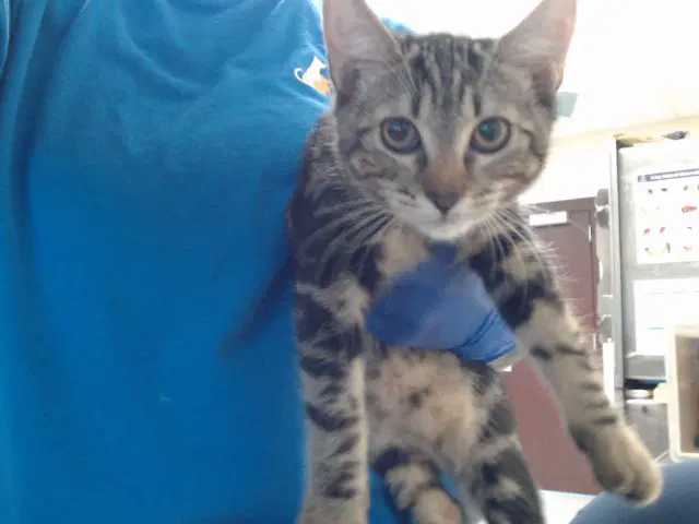 Magic Eraser - Domestic Short Hair
