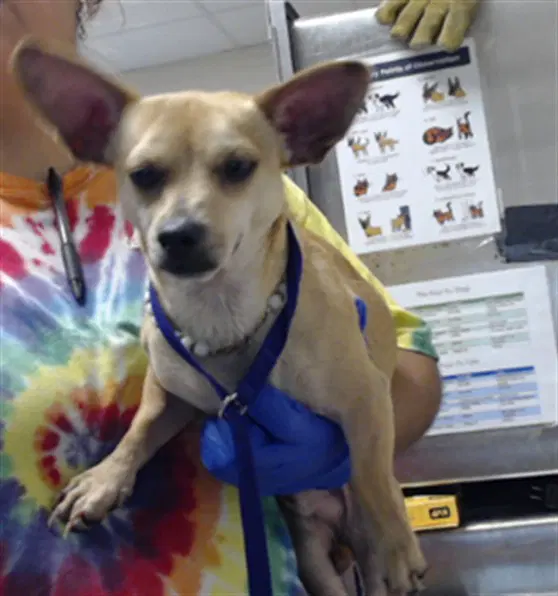 Milo Da'barkus - Chihuahua
