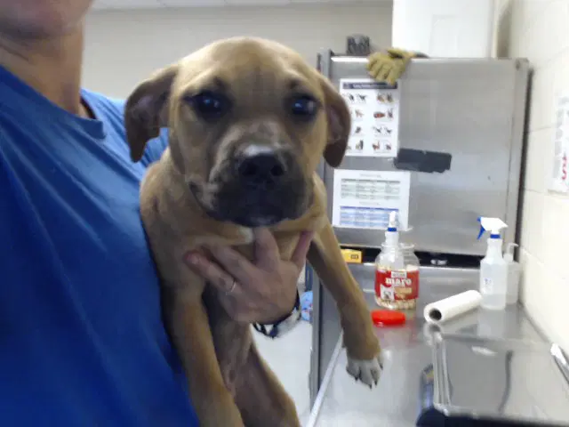 Penny - Black Mouth Cur