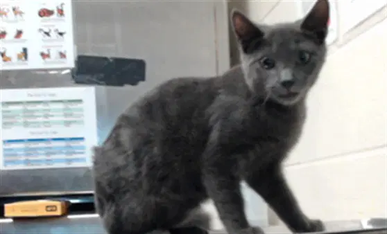 Bradley - Domestic Short Hair