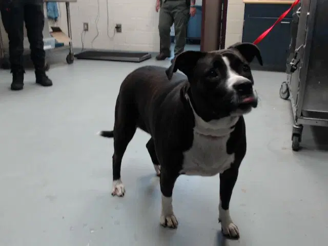 Tessa - Pit Bull Terrier