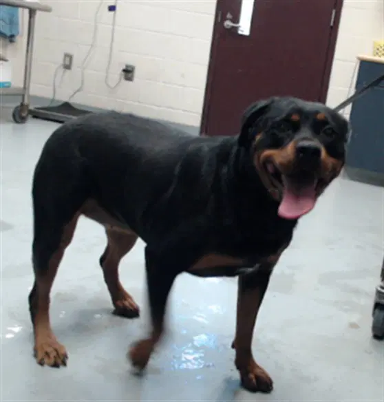 Navi - Rottweiler