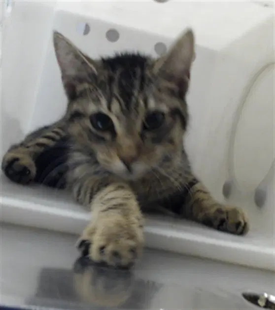 Sweet Pea - Domestic Short Hair