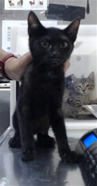 Tavi - Domestic Short Hair