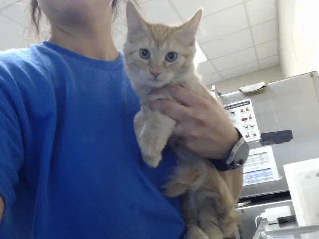 Theo - Domestic Medium Hair