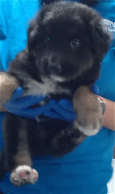 Unknown - German Shepherd Dog