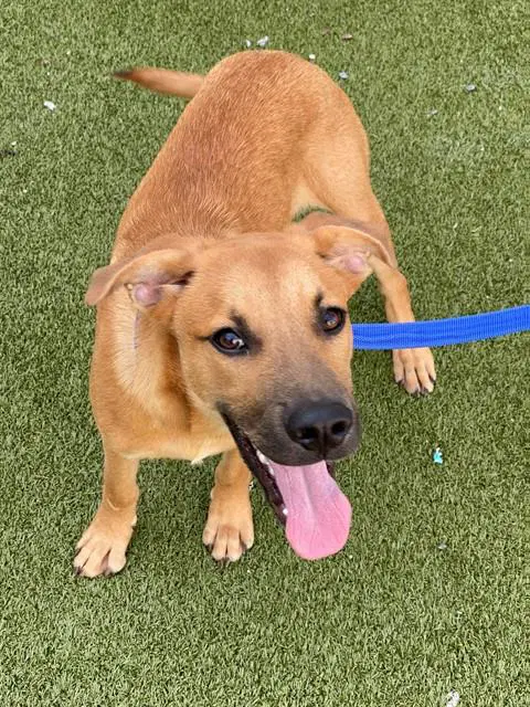 Tanner - Labrador Retriever