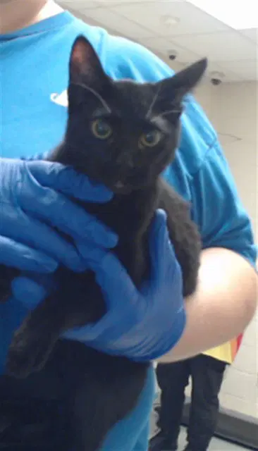 Unknown - Domestic Short Hair