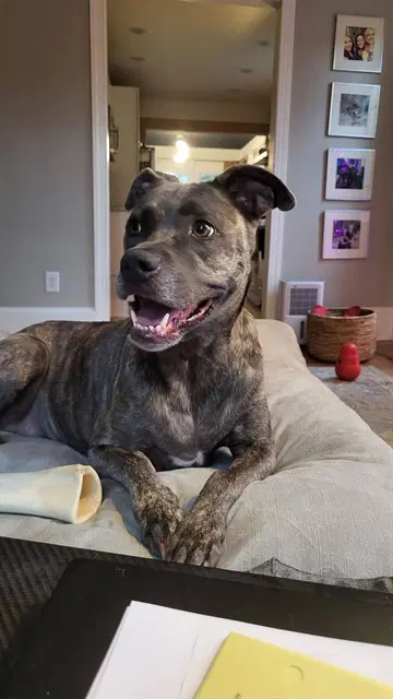 Davina - Pit Bull Terrier